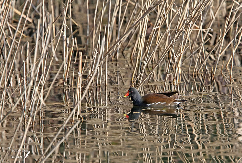 Gallinella!